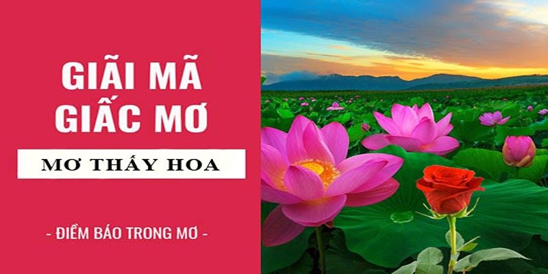 Mơ Thấy Hoa Sen Nghĩa Là Gì? Nên Đánh Đề Con Gì Dễ Trúng?